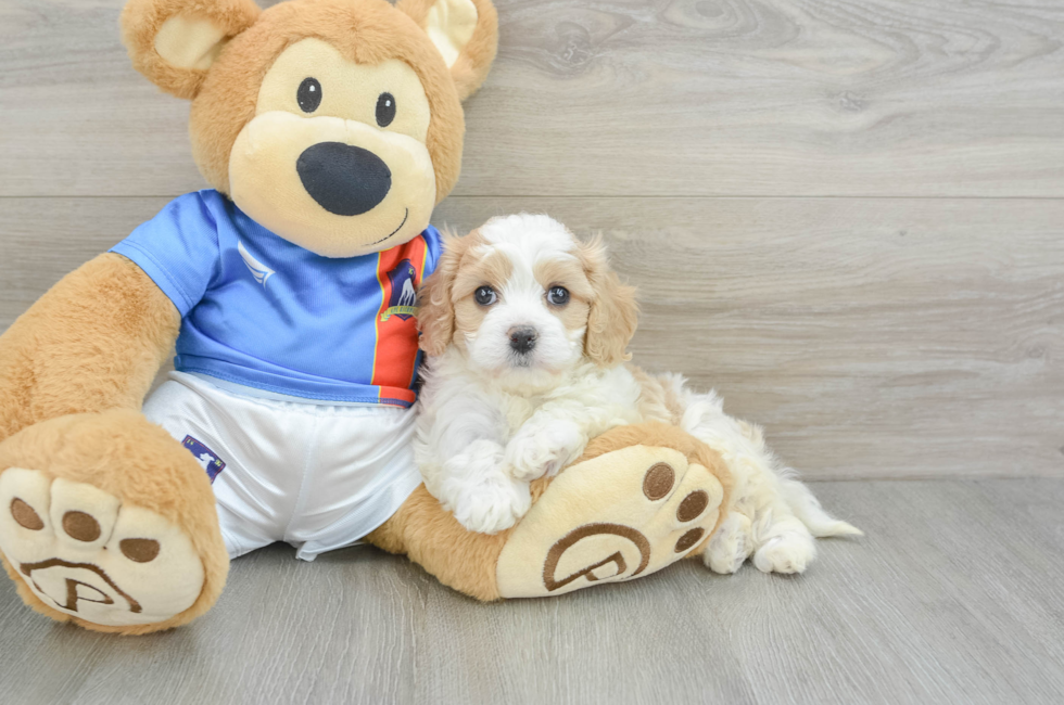 5 week old Cavachon Puppy For Sale - Florida Fur Babies