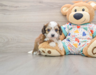 6 week old Cavachon Puppy For Sale - Florida Fur Babies