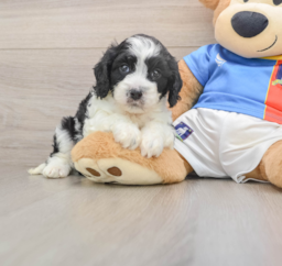 5 week old Cavachon Puppy For Sale - Florida Fur Babies