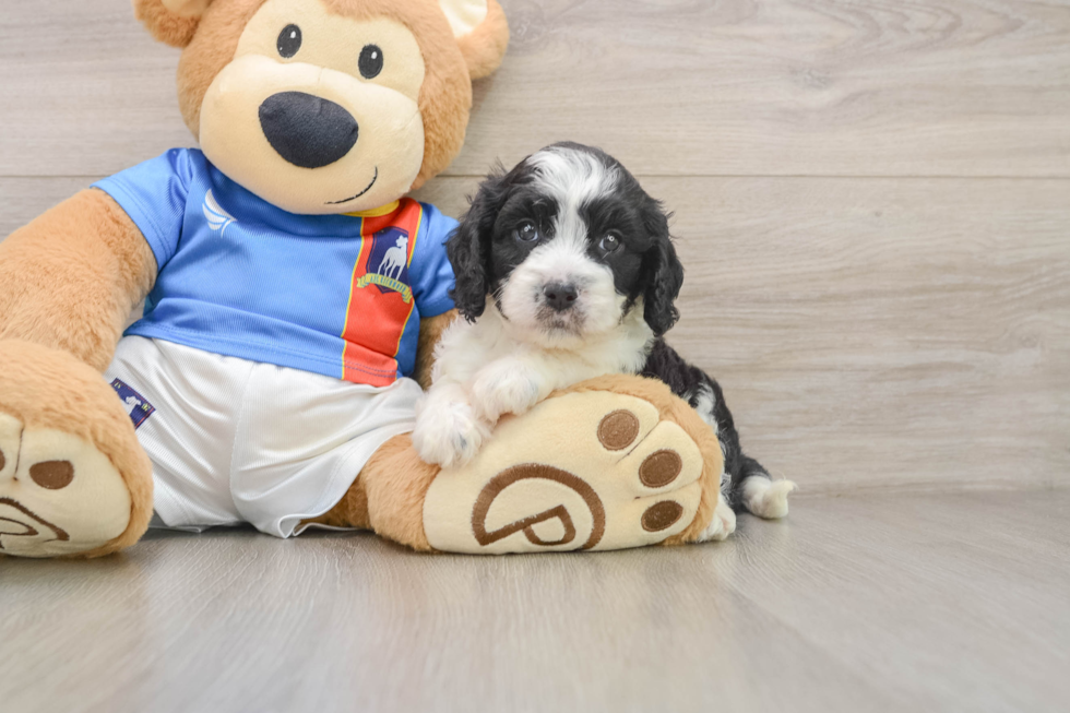 Best Cavachon Baby