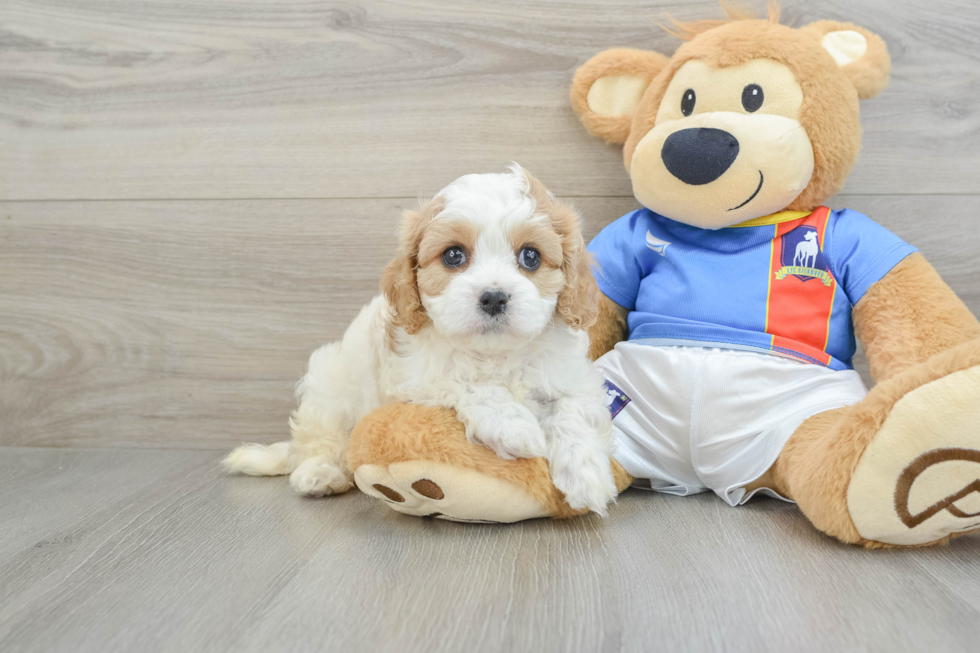 Popular Cavachon Designer Pup