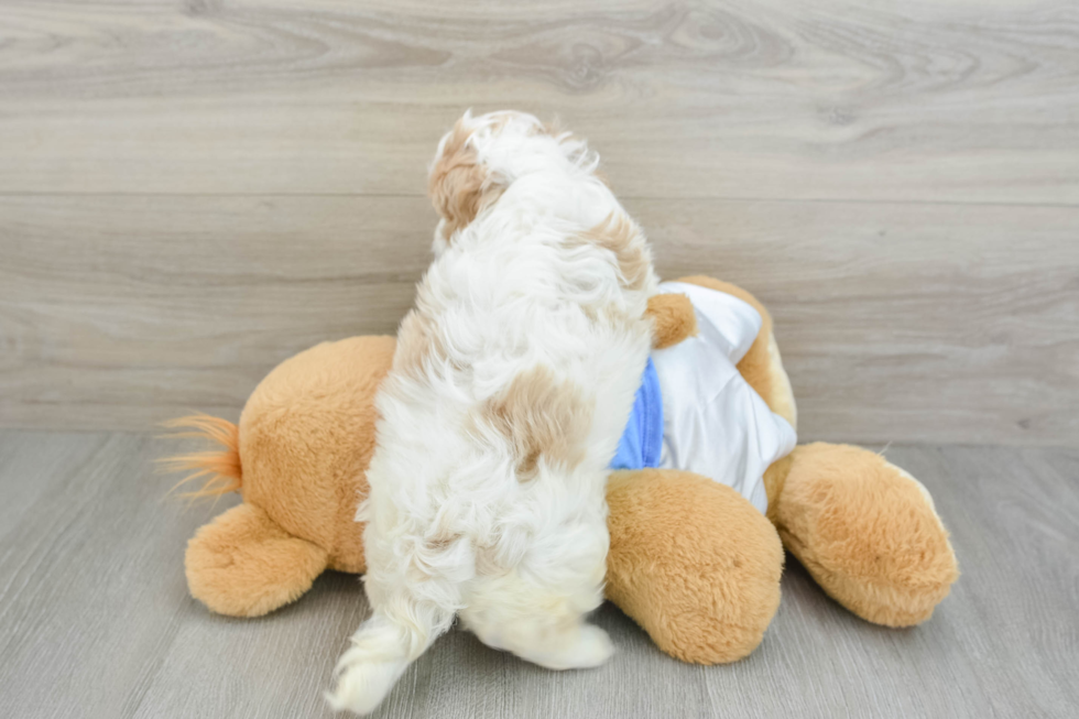 Cavachon Pup Being Cute