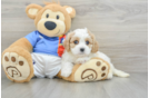 Adorable Cavalier Bichon Designer Puppy