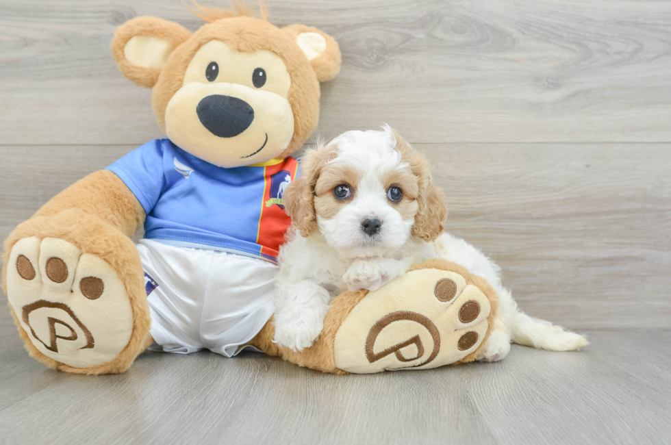 5 week old Cavachon Puppy For Sale - Florida Fur Babies