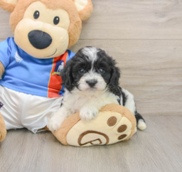 5 week old Cavachon Puppy For Sale - Florida Fur Babies