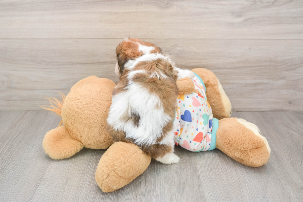Friendly Cavachon Baby