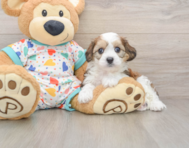 5 week old Cavachon Puppy For Sale - Florida Fur Babies