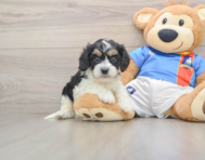 5 week old Cavachon Puppy For Sale - Florida Fur Babies