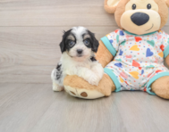 5 week old Cavachon Puppy For Sale - Florida Fur Babies
