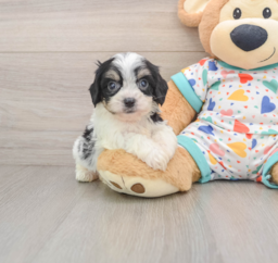 8 week old Cavachon Puppy For Sale - Florida Fur Babies