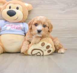 5 week old Cavachon Puppy For Sale - Florida Fur Babies