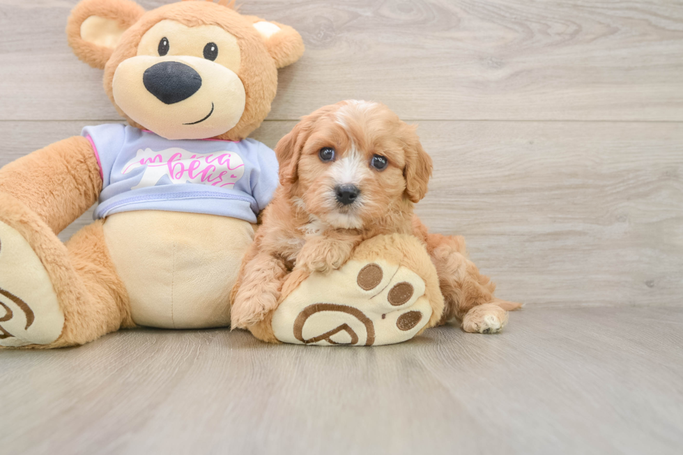 Cavachon Puppy for Adoption