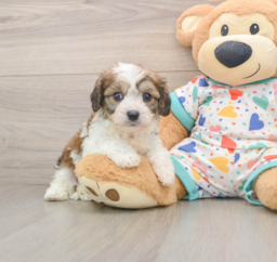 6 week old Cavachon Puppy For Sale - Florida Fur Babies