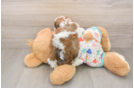 Sweet Cavachon Baby