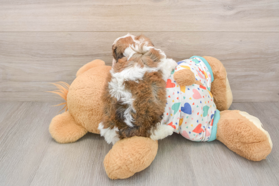 Sweet Cavachon Baby