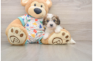 Funny Cavachon Designer Pup