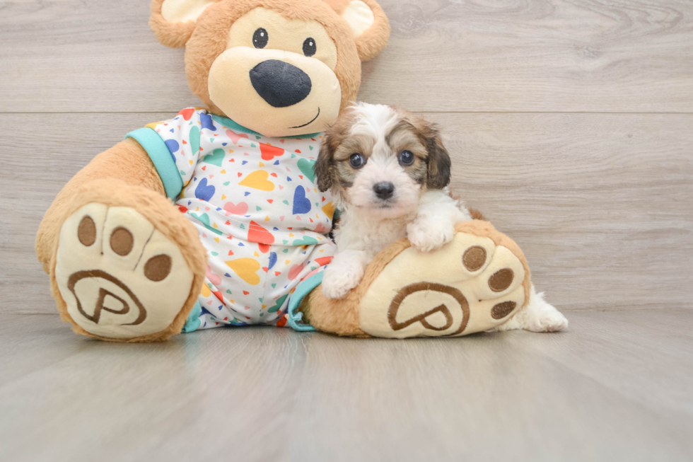 Funny Cavachon Designer Pup