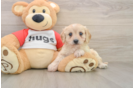 Cavachon Pup Being Cute
