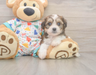 5 week old Cavachon Puppy For Sale - Florida Fur Babies
