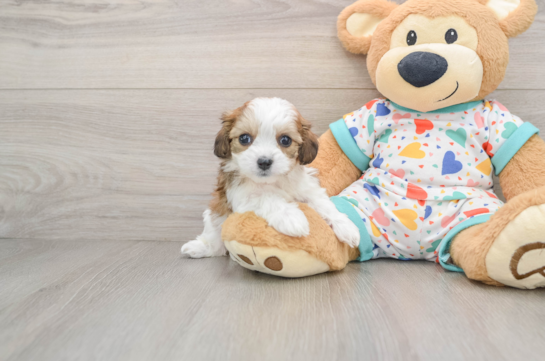 Cavachon Puppy for Adoption