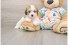Funny Cavachon Designer Pup