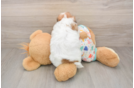 Best Cavachon Baby