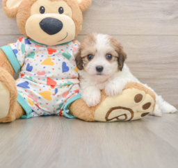 7 week old Cavachon Puppy For Sale - Florida Fur Babies