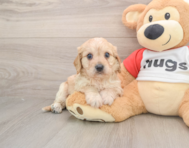 5 week old Cavachon Puppy For Sale - Florida Fur Babies