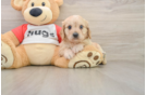 Happy Cavachon Baby