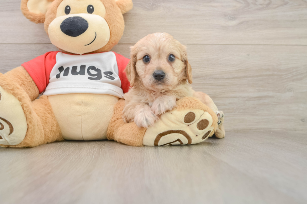 Happy Cavachon Baby