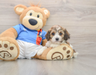 5 week old Cavachon Puppy For Sale - Florida Fur Babies
