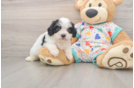 Cavachon Puppy for Adoption