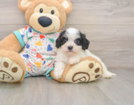 5 week old Cavachon Puppy For Sale - Florida Fur Babies