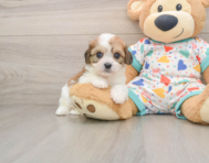 8 week old Cavachon Puppy For Sale - Florida Fur Babies