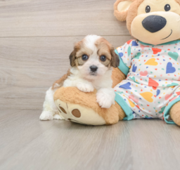7 week old Cavachon Puppy For Sale - Florida Fur Babies