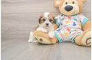 Petite Cavachon Designer Pup