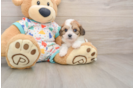Petite Cavachon Designer Pup