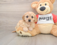 5 week old Cavachon Puppy For Sale - Florida Fur Babies
