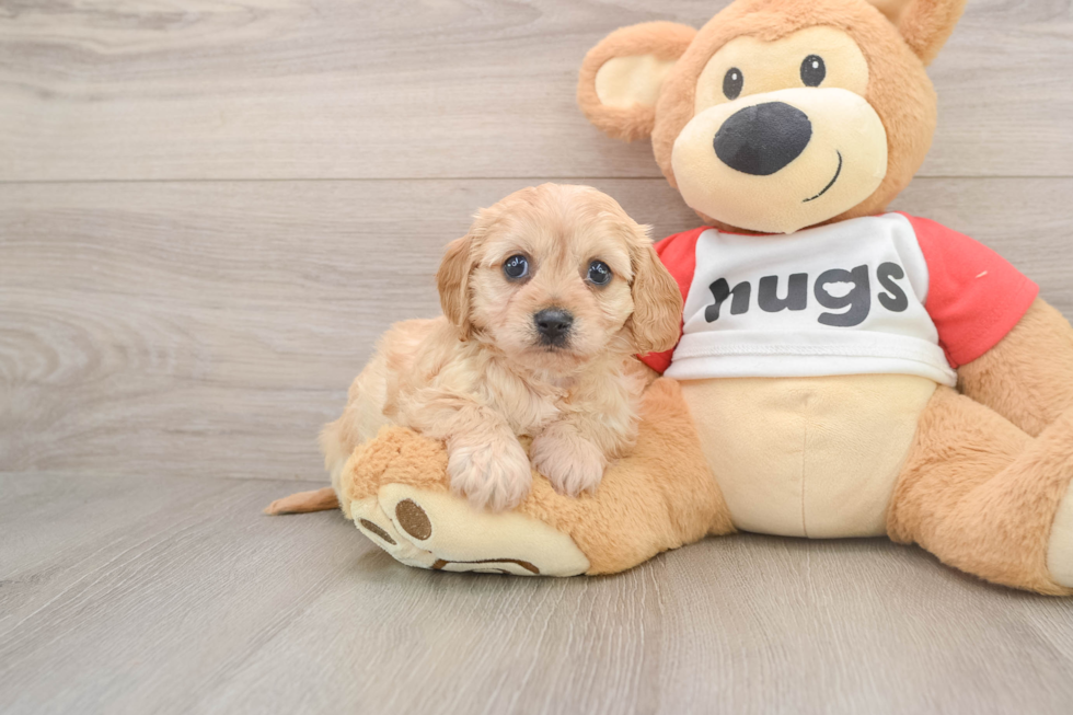 Hypoallergenic Cavalier Bichon Designer Puppy