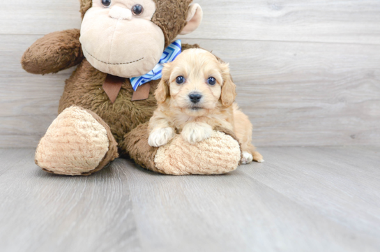 30 week old Cavachon Puppy For Sale - Florida Fur Babies