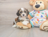 5 week old Cavachon Puppy For Sale - Florida Fur Babies