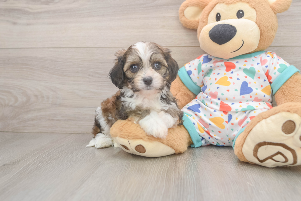 Adorable Cavalier Bichon Designer Puppy