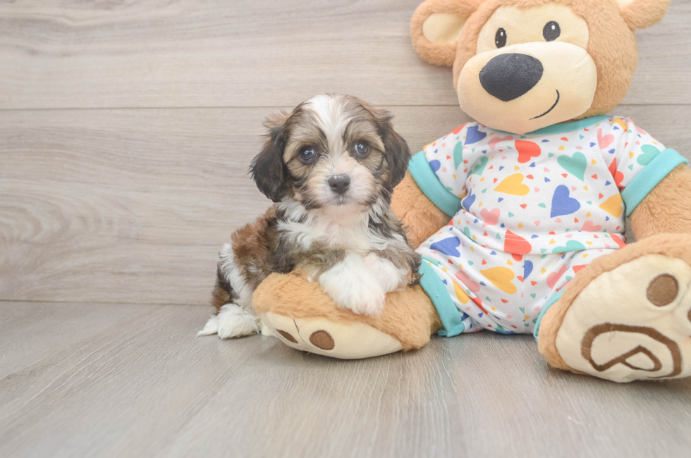 5 week old Cavachon Puppy For Sale - Florida Fur Babies