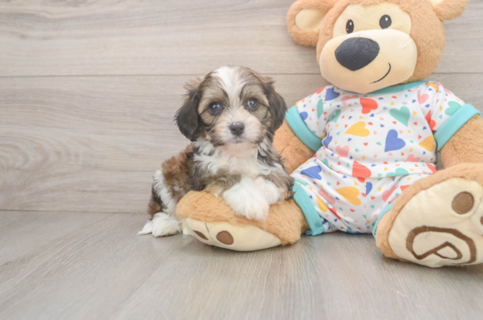 Adorable Cavalier Bichon Designer Puppy