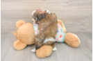 Adorable Cavalier Bichon Designer Puppy