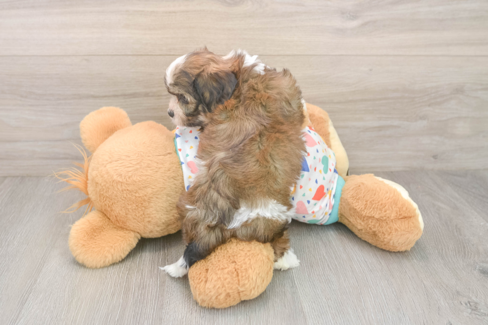 Adorable Cavalier Bichon Designer Puppy