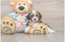Adorable Cavalier Bichon Designer Puppy
