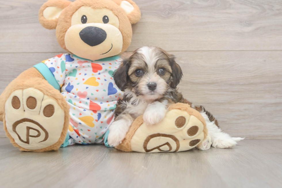 Adorable Cavalier Bichon Designer Puppy