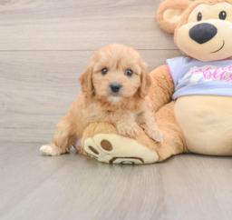 5 week old Cavachon Puppy For Sale - Florida Fur Babies