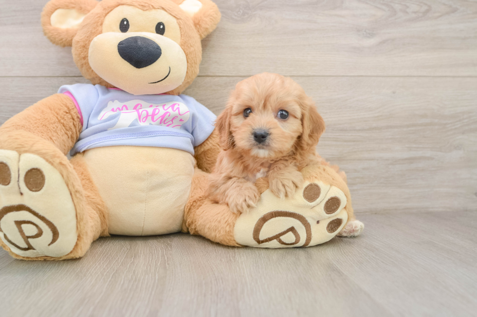 Funny Cavachon Designer Pup